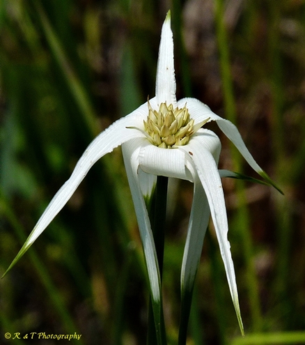 {Rhynchospora latifolia}
